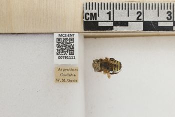 Media type: image;   Entomology 791111 Aspect: Labels